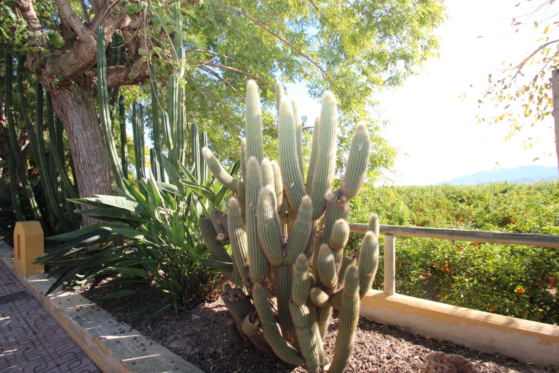 Gensalg - Country House -
Murcia - Costa Blanca