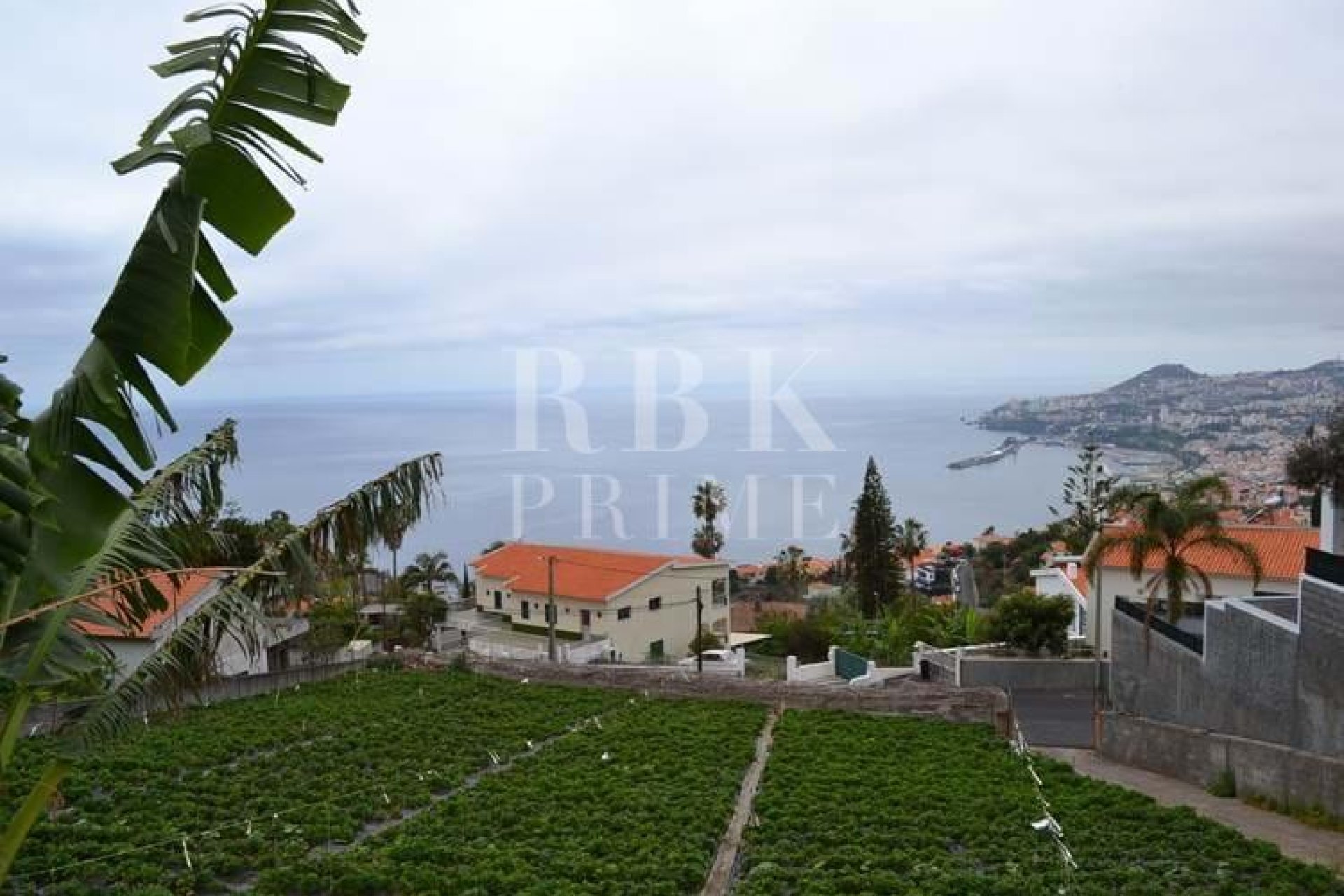 Gensalg - Land -
Madeira