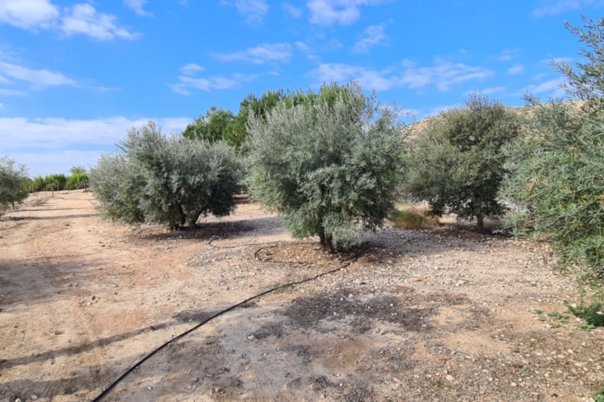 Gensalg - Villa -
Orihuela - La Matanza