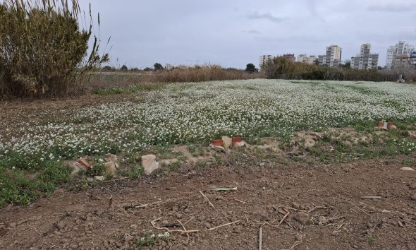 Land - Gensalg - Guardamar del Segura - Guardamar del Segura