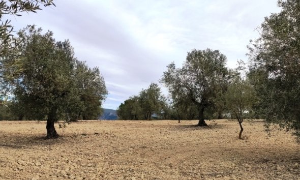 Land - Resale - Penáguila - Penáguila
