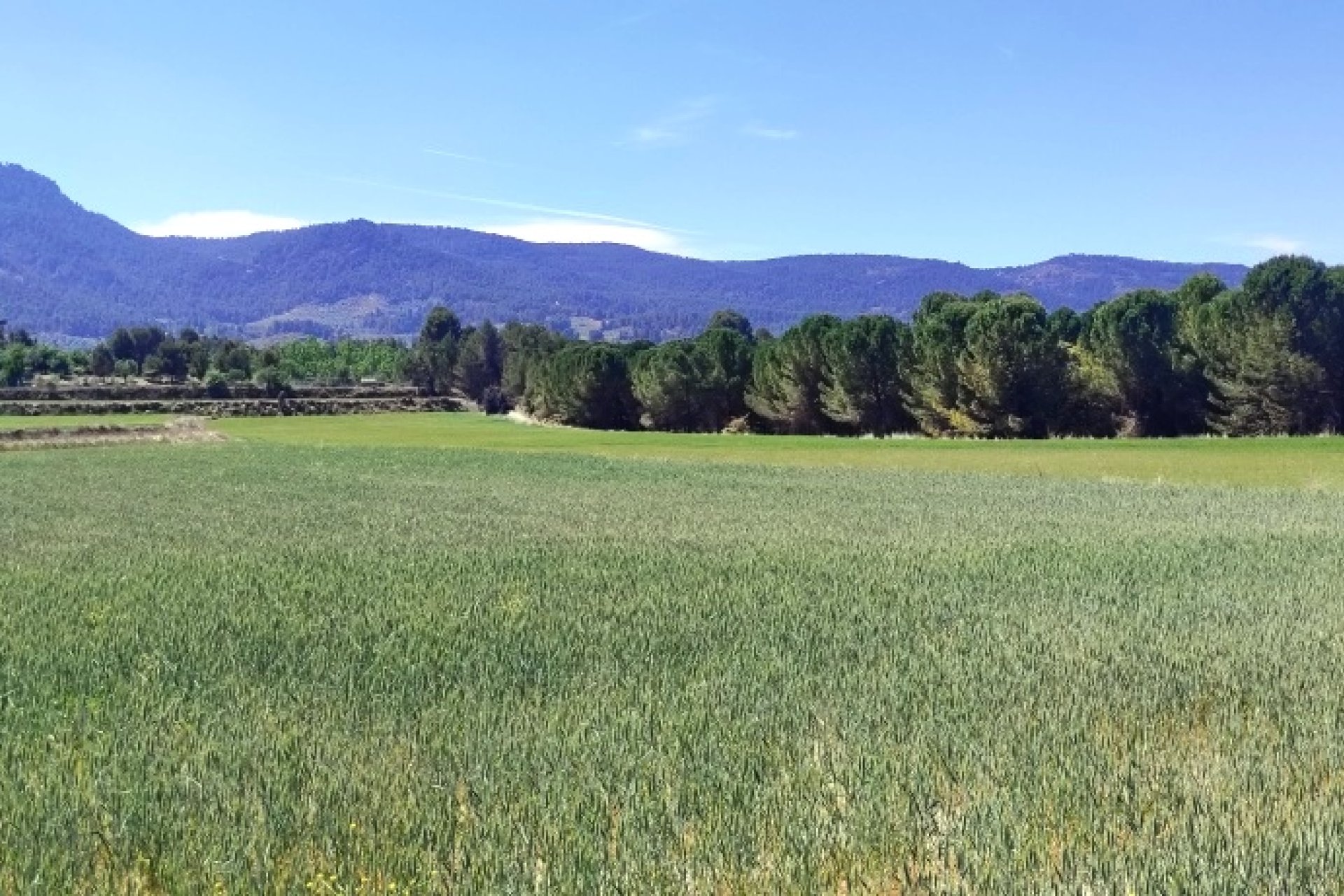 Reventa - Land -
Alfafara