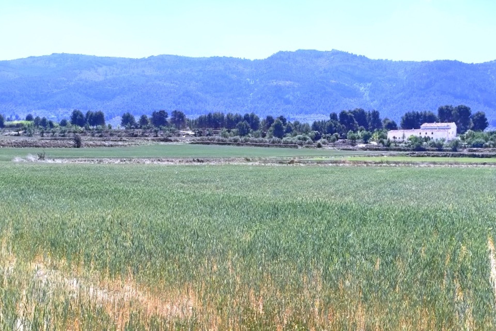 Reventa - Land -
Alfafara