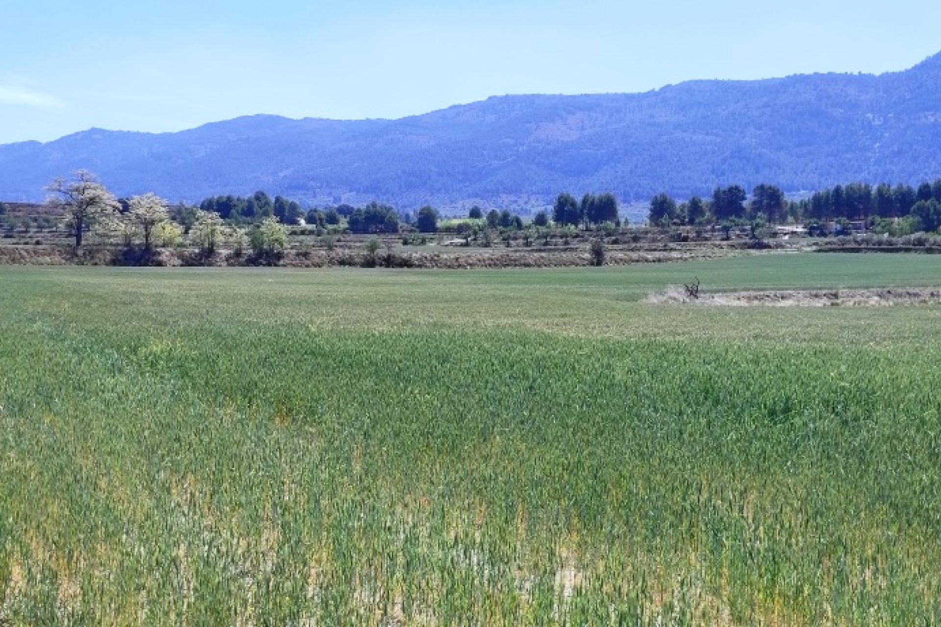 Reventa - Land -
Alfafara