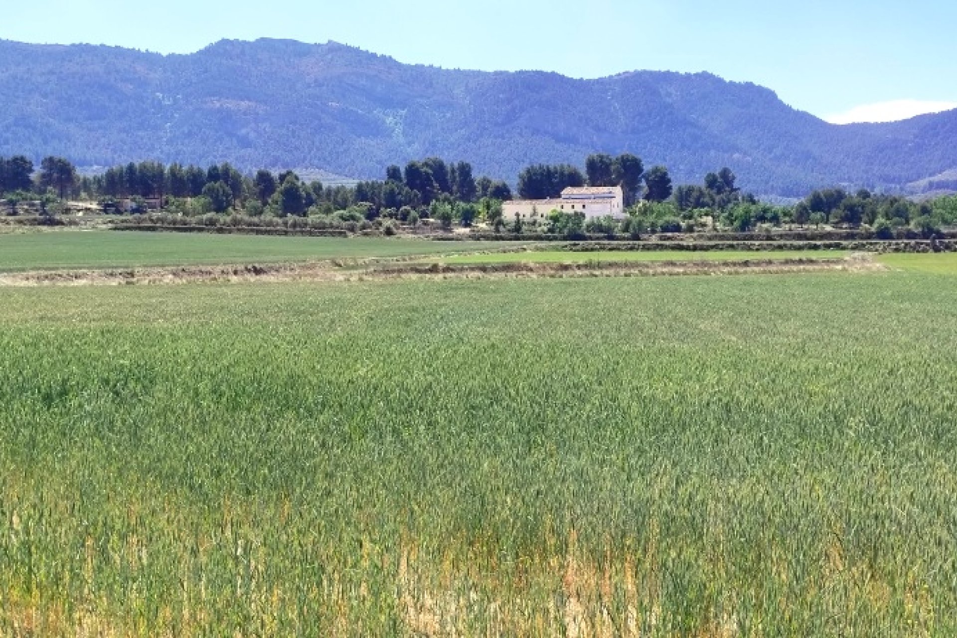 Reventa - Land -
Alfafara