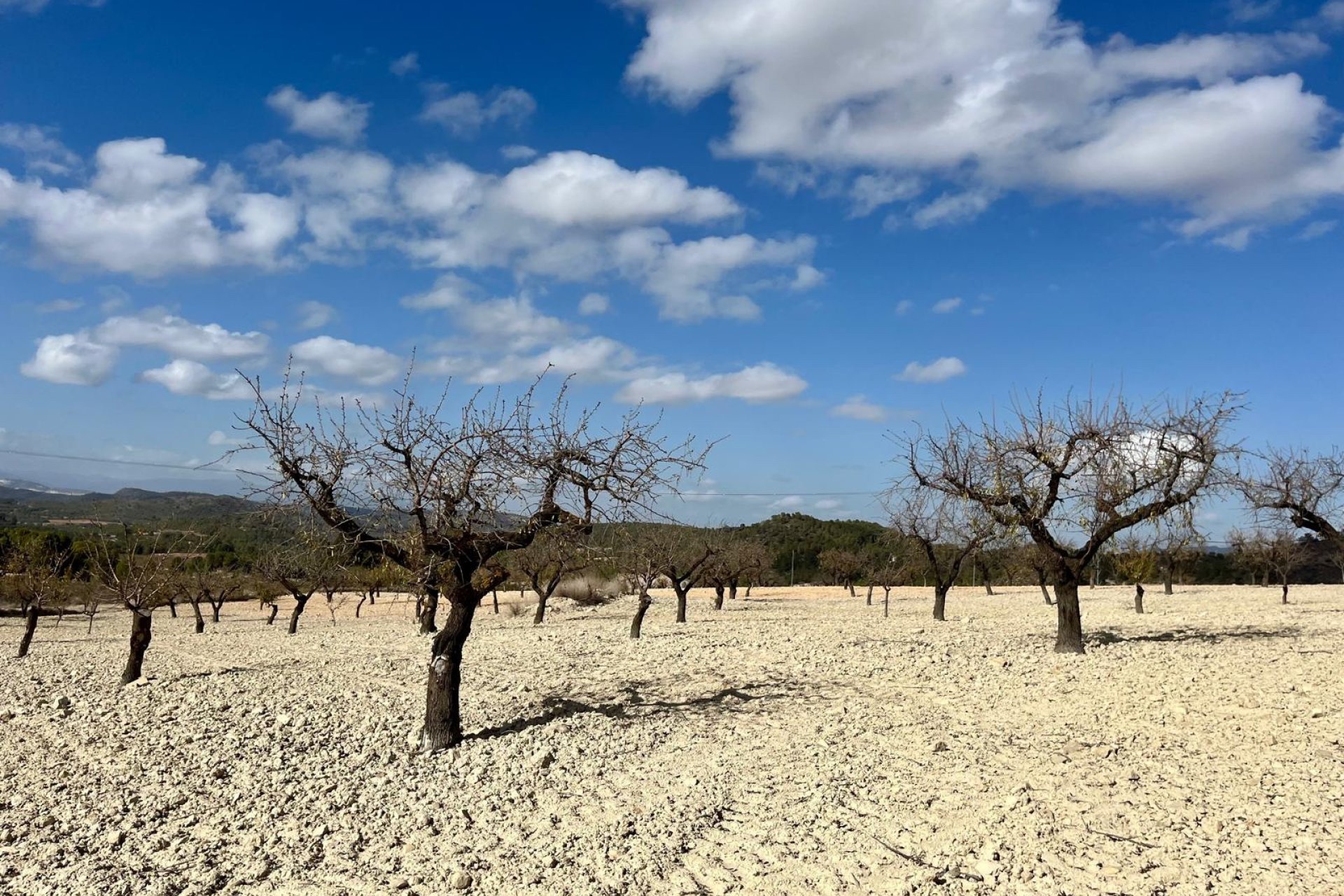 Reventa - Land -
BULLAS - Costa Calida