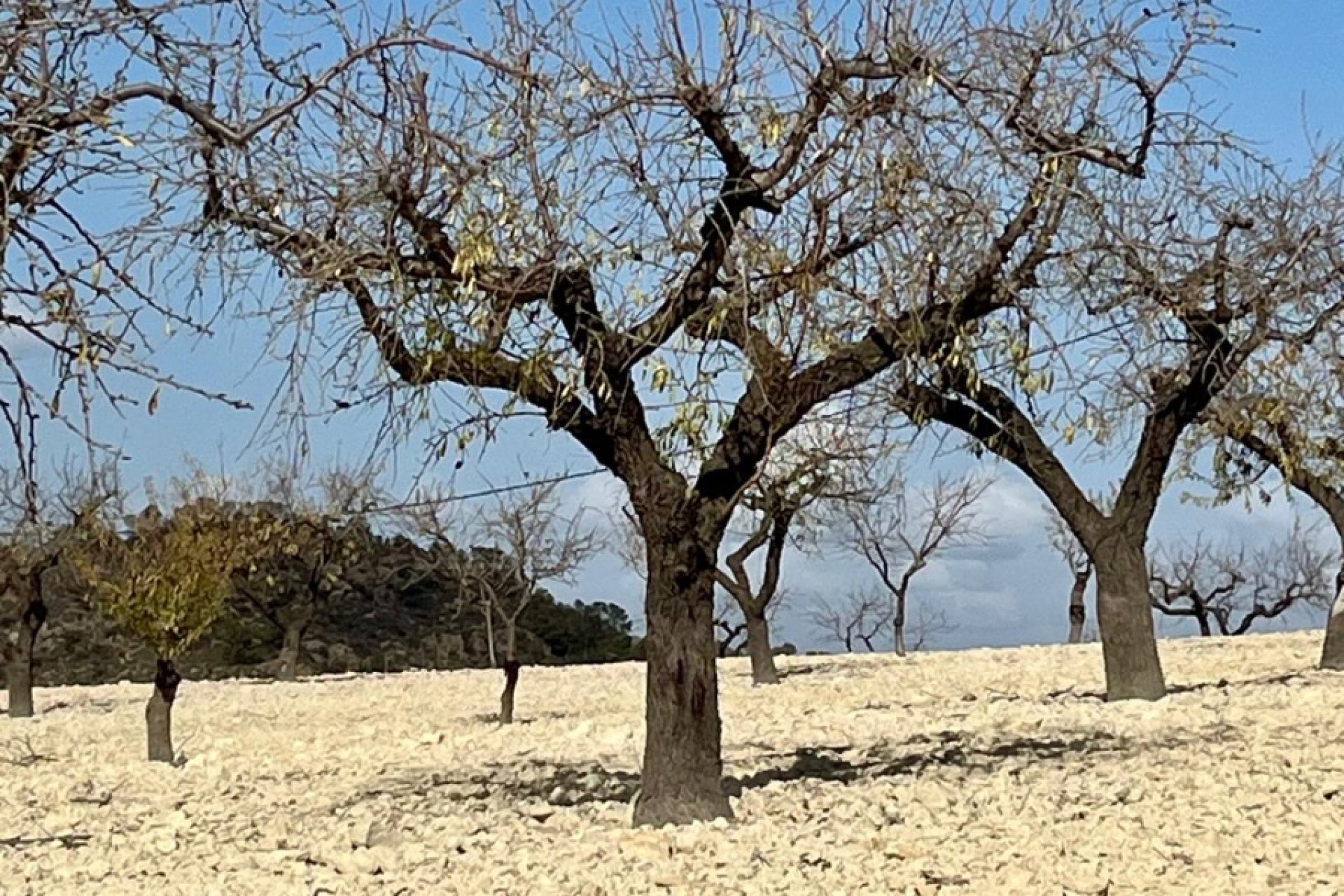 Reventa - Land -
BULLAS - Costa Calida