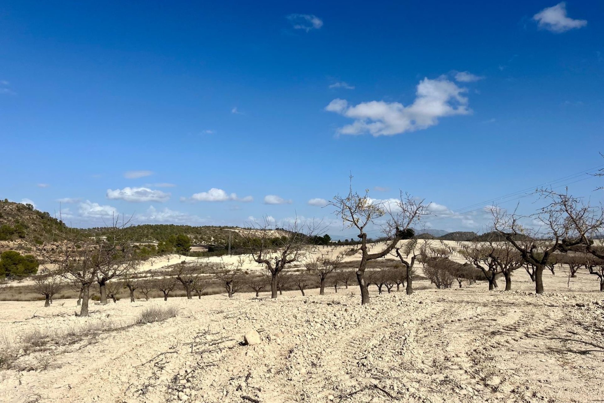 Reventa - Land -
BULLAS - Costa Calida