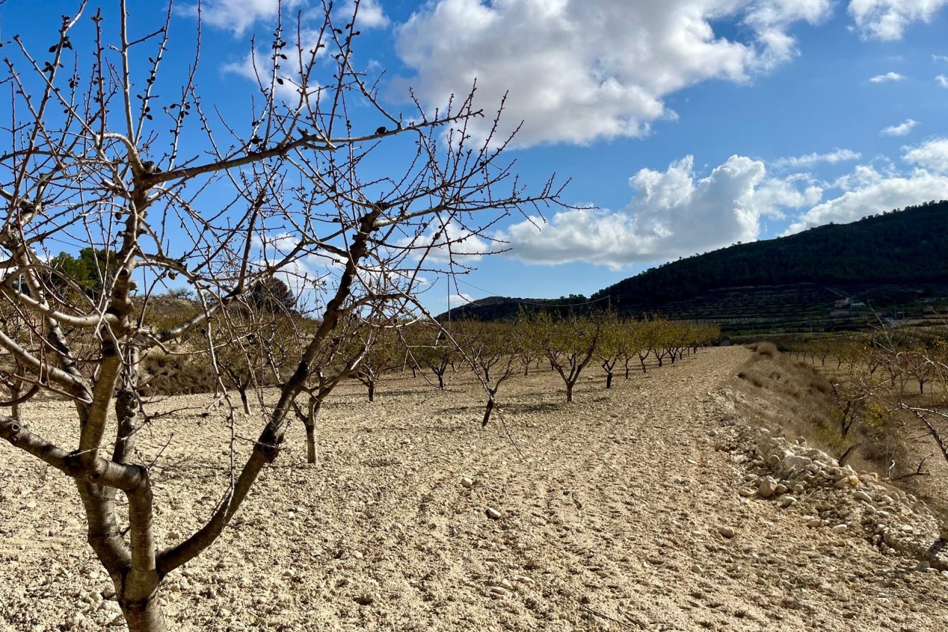 Reventa - Land -
BULLAS - Costa Calida