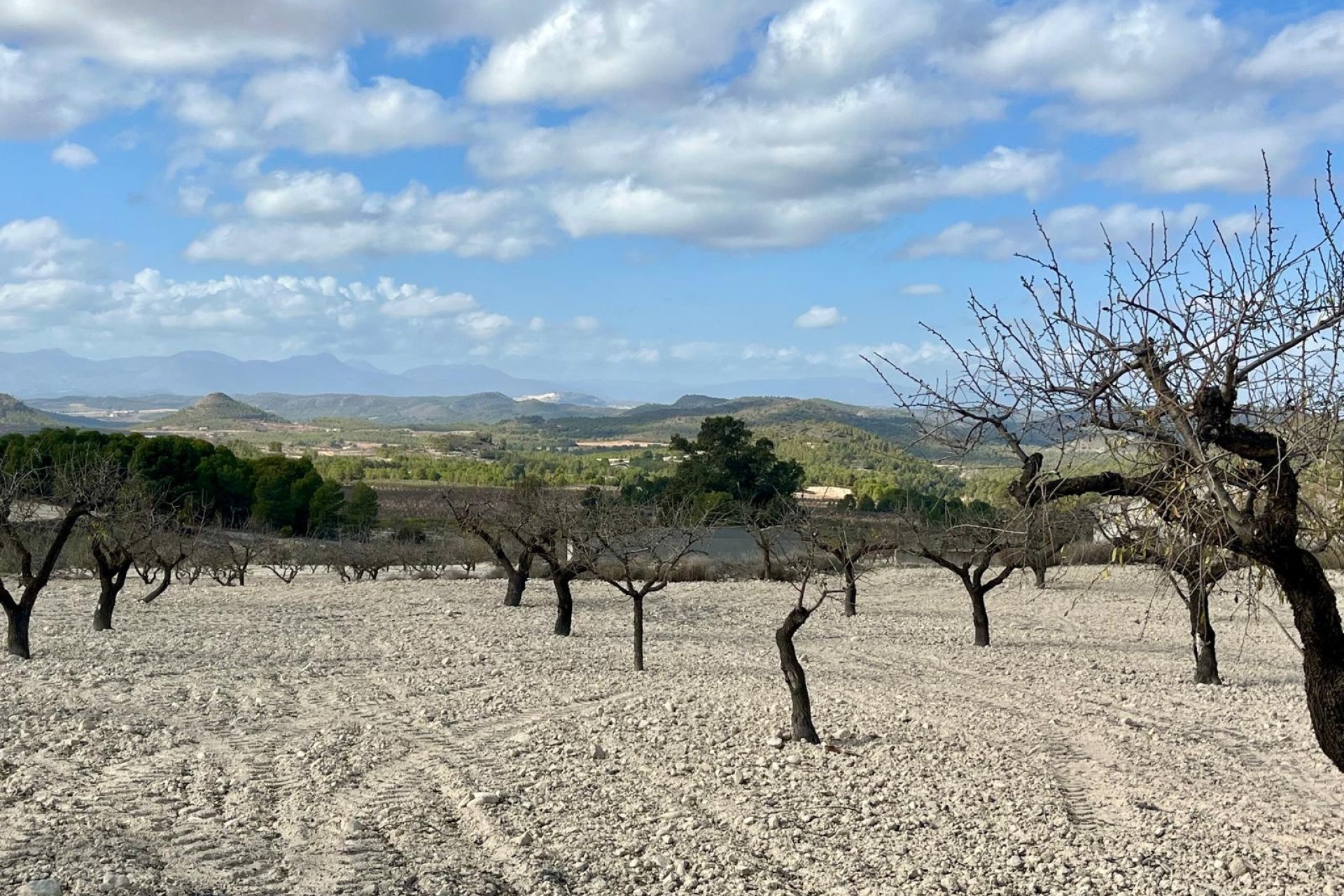 Reventa - Land -
BULLAS - Costa Calida