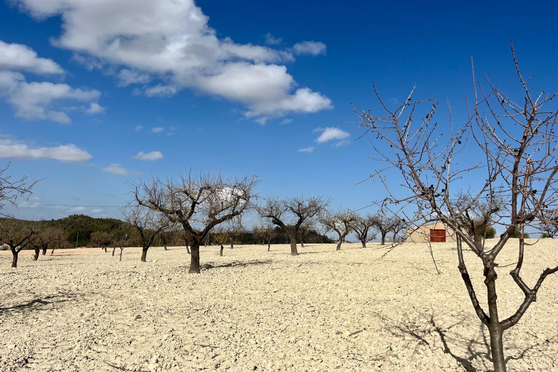Reventa - Land -
BULLAS - Costa Calida