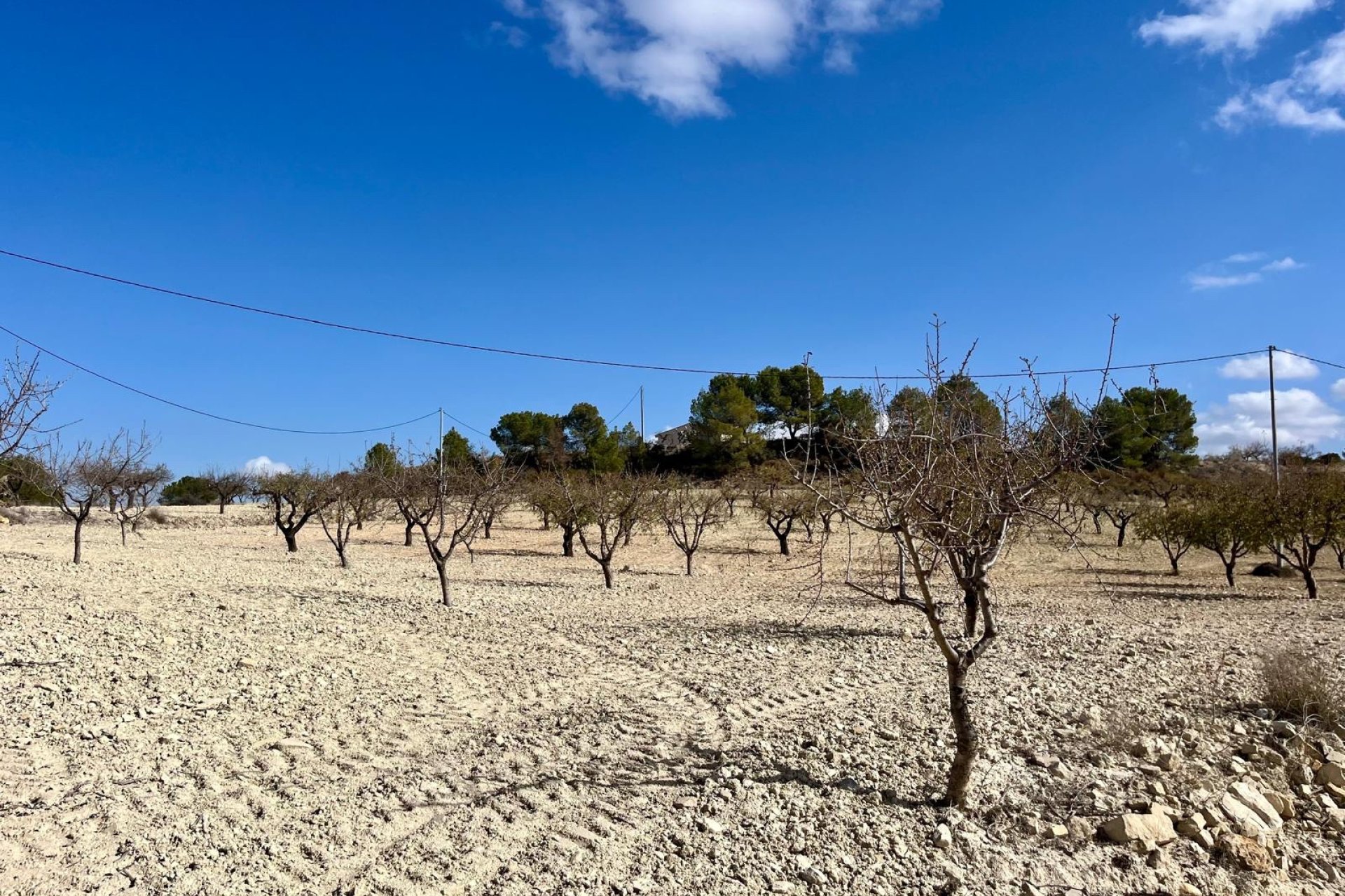 Reventa - Land -
BULLAS - Costa Calida