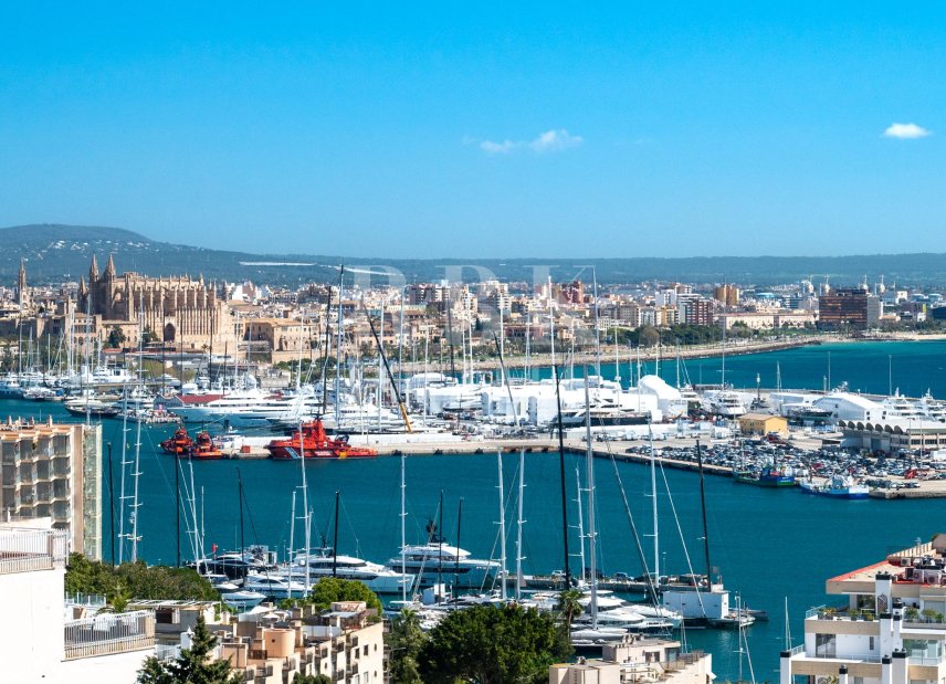 Reventa - Palace -
Palma - El Terreno