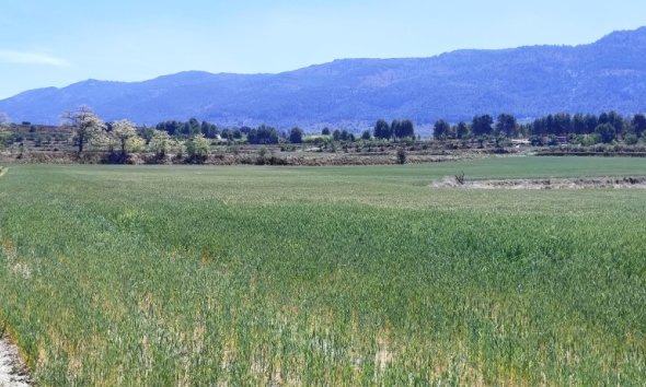 Reventa - Land -
Alfafara