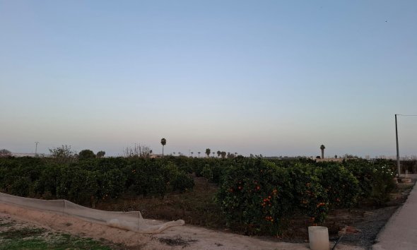 Gensalg - Land -
Guardamar del Segura