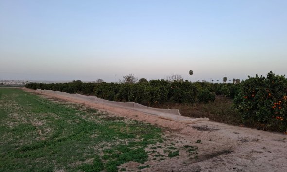 Gensalg - Land -
Guardamar del Segura
