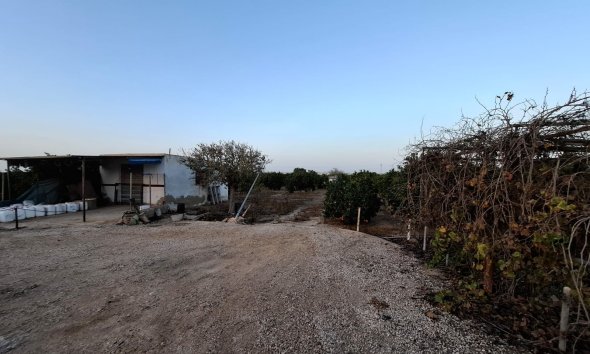 Gensalg - Land -
Guardamar del Segura