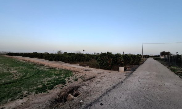 Gensalg - Land -
Guardamar del Segura