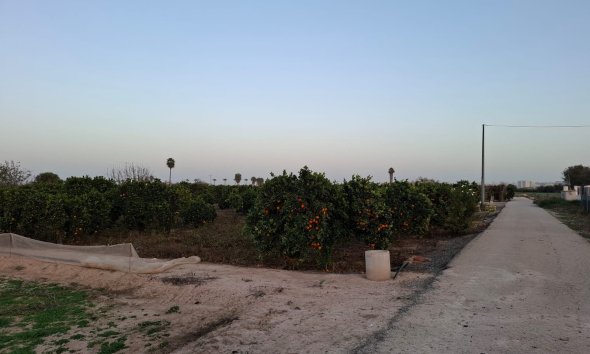 Gensalg - Land -
Guardamar del Segura