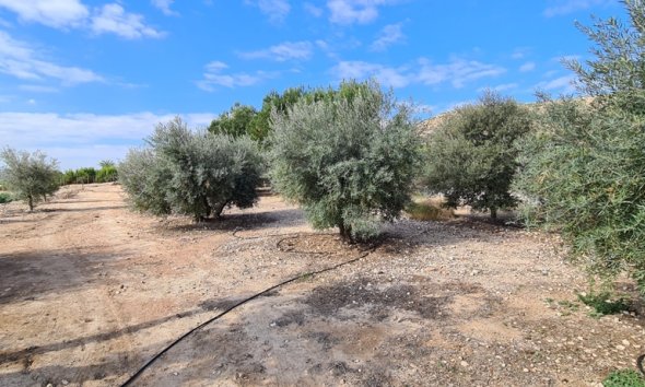 Gensalg - Villa -
Orihuela - La Matanza