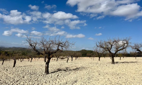 Reventa - Land -
BULLAS - Costa Calida