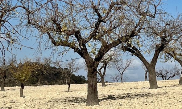 Reventa - Land -
BULLAS - Costa Calida