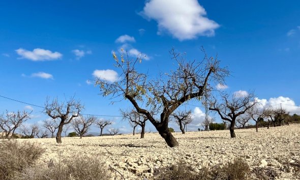 Reventa - Land -
BULLAS - Costa Calida