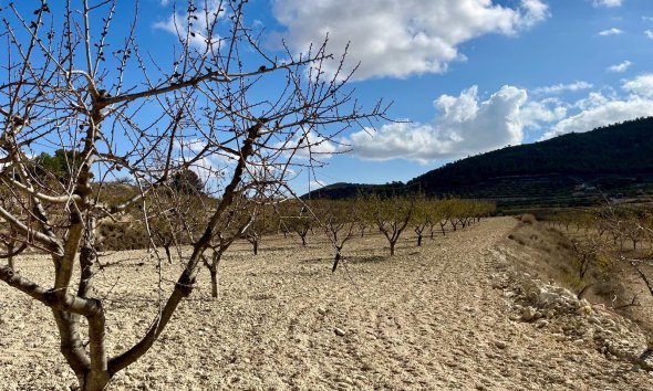 Reventa - Land -
BULLAS - Costa Calida