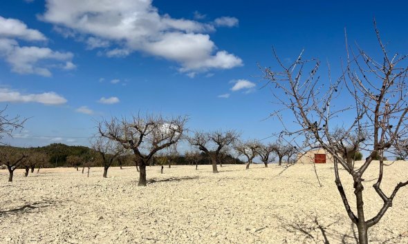 Reventa - Land -
BULLAS - Costa Calida