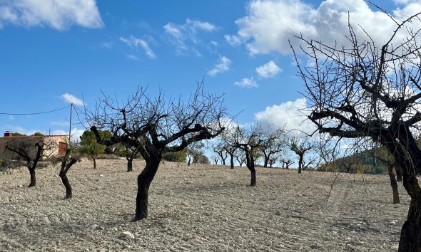 Reventa - Land -
BULLAS - Costa Calida