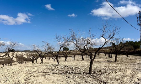 Reventa - Land -
BULLAS - Costa Calida